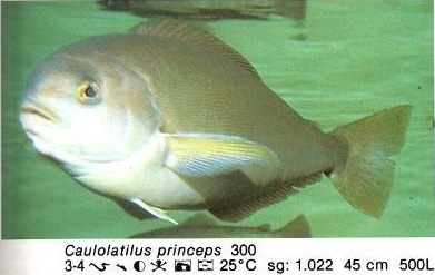 Caulolatilus princeps
